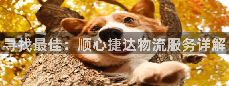 多多28官方：寻找最佳：顺心捷达物流